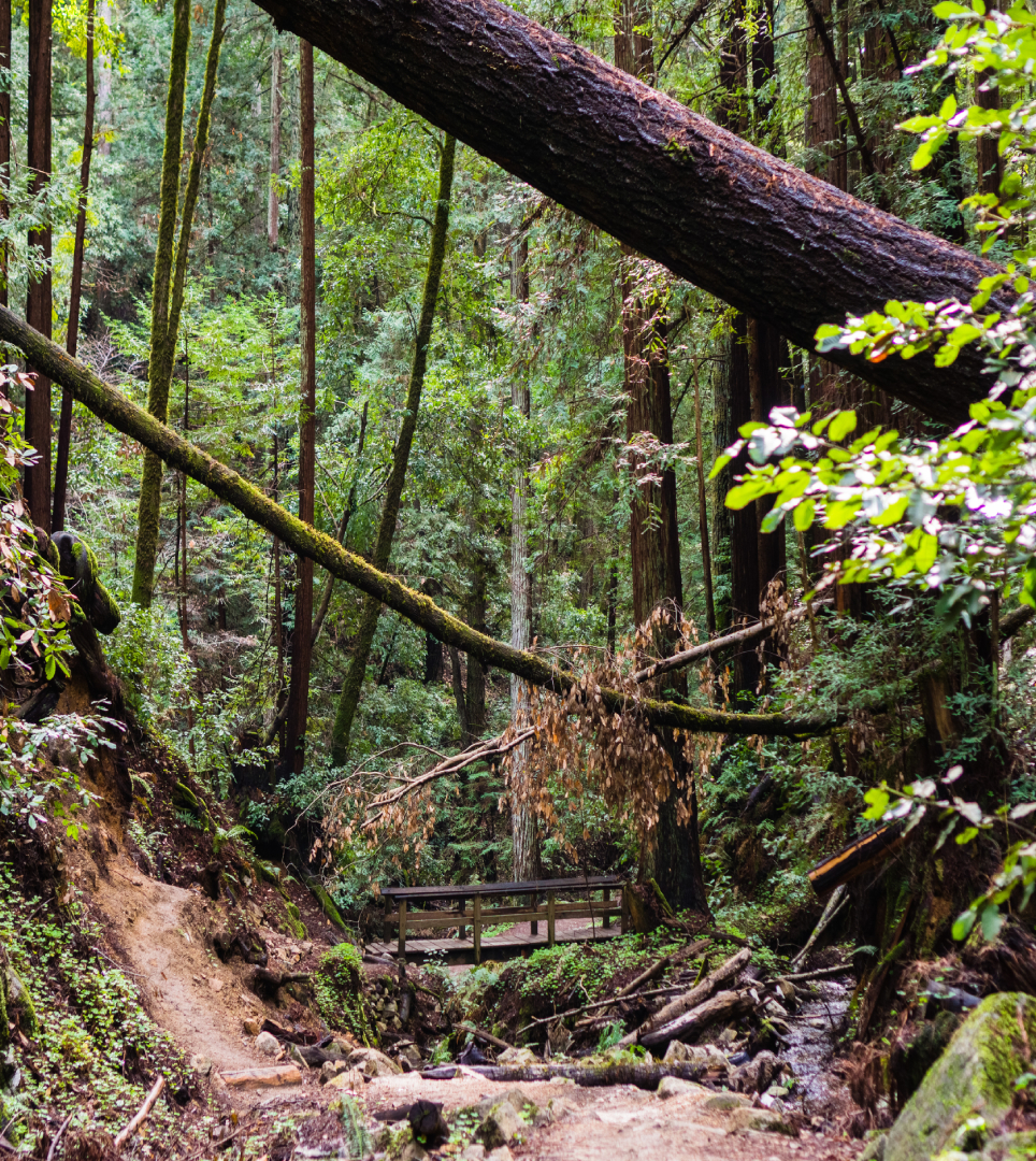 Attractions in The Mystery Spot Santa Cruz attractions